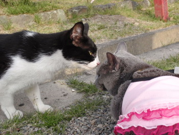 のらねこ