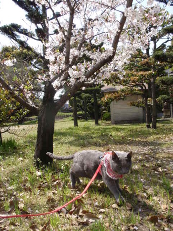 お宮さん