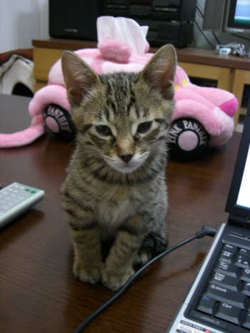 きてらちゃん