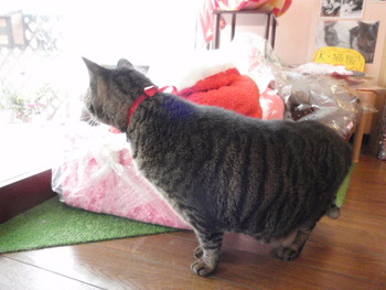 遊ぼう