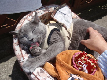明日「猫仲間の集い」