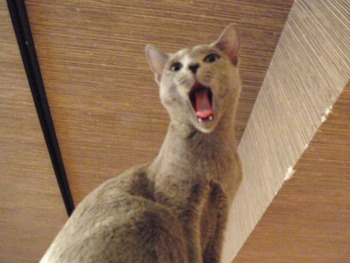 ぱうっ～