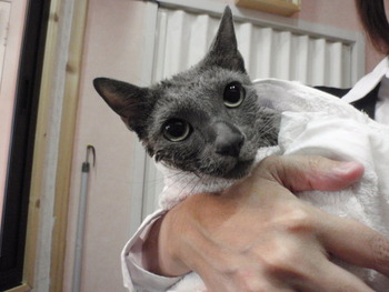 りんちゃん