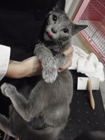 りんちゃん