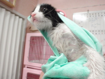 バイカラー猫里親募集中