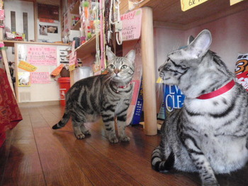 みぃちゃん＆ここちゃん