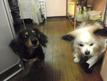 おやつ