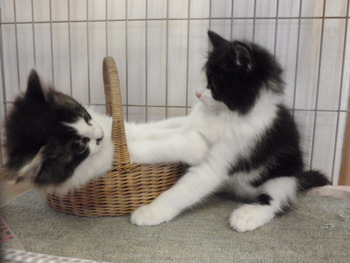 イケメン猫里親募集