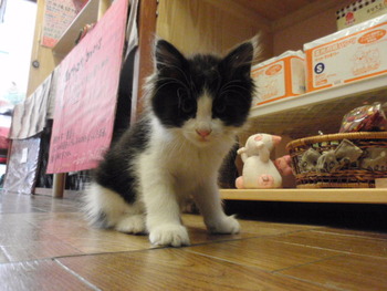 イケメン猫里親募集