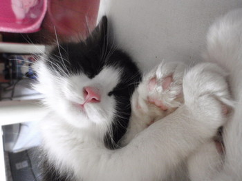 猫セール♪