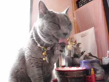 猫セール♪