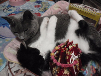 猫セール♪