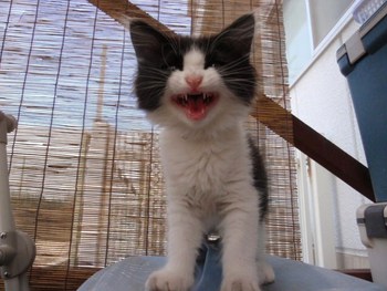 おちびちゃん