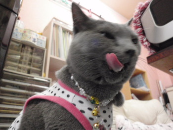 猫親戚(=^・^=)