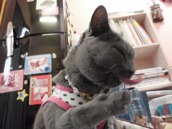 猫親戚(=^・^=)