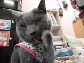 猫親戚(=^・^=)