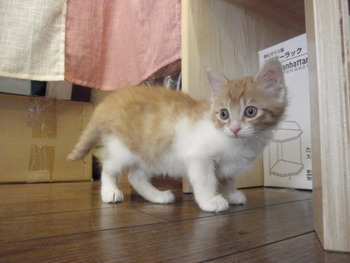 小春ちゃん
