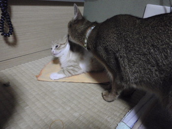 小春ちゃんまたね