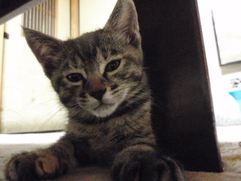 ムギ猫に愛に来て