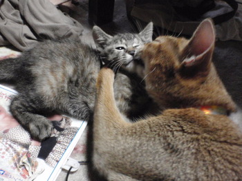 ムギ猫に愛に来て