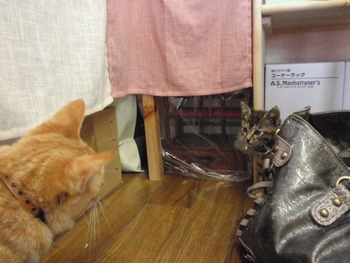 ムギ猫に愛に来て