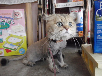 ミカンちゃん