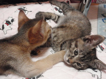 ムギ猫に愛に来て