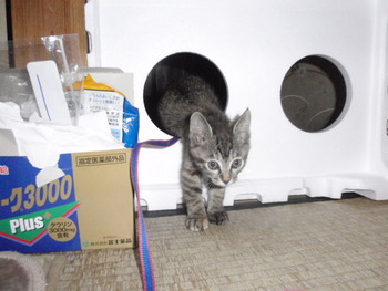 ムギ猫に愛に来て