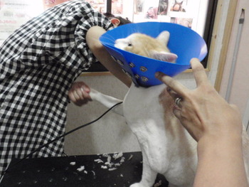 ソラ君