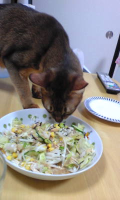 採食家
