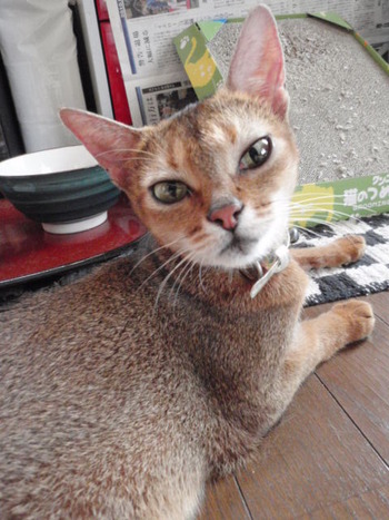 猫カフェ工事中