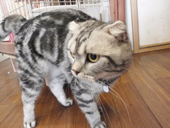 らん丸君
