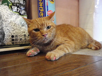 ジュニア君