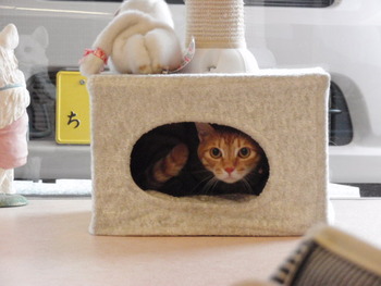 タマ君またね