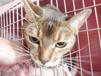 アビシニアン猫里親募集