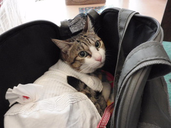 ぶち猫ちゃん
