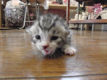ぶち猫里親募集