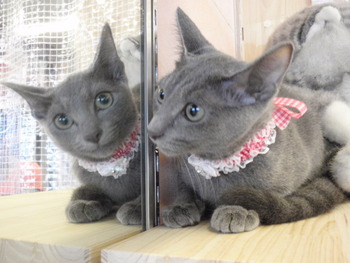 猫保育園