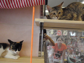 猫保育園
