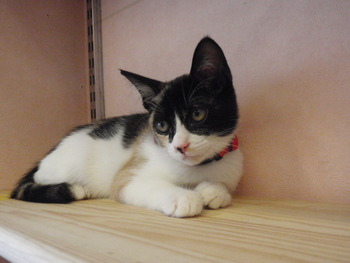 猫保育園