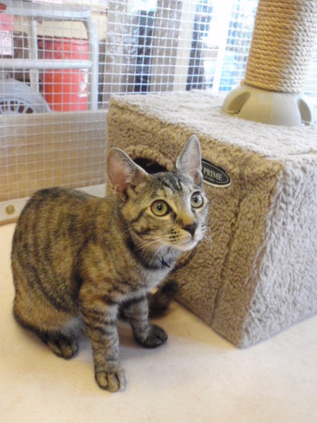 猫保育園