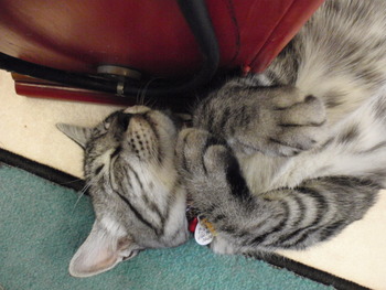 猫保育園