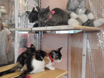 猫保育園