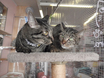 ライ君＆カリ君