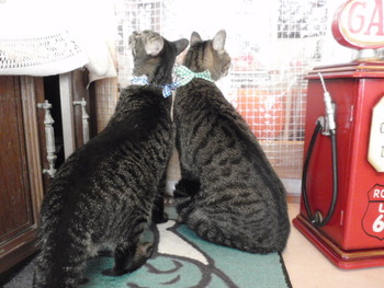 ライ君＆カリ君