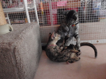 サビ猫里親募集
