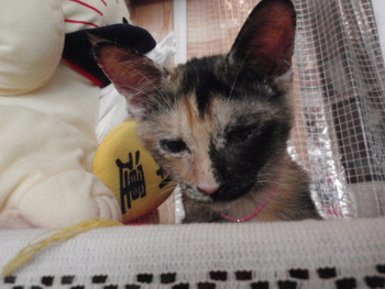 サビ猫里親募集