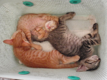 ７匹仔猫里親募集