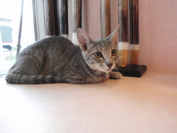 兄妹猫里親募集