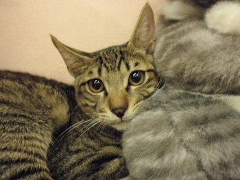 兄妹猫里親募集
